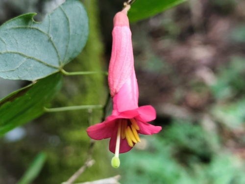 Bauhinia stenantha