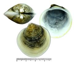 Cyclina sinensis