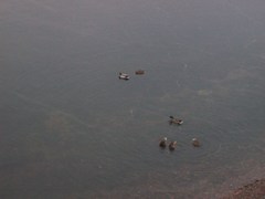 Anas platyrhynchos
