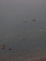 Anas platyrhynchos