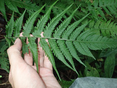 Athyriaceae