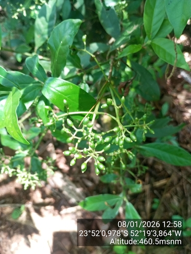 Foto de Fruta de-sanhaço
