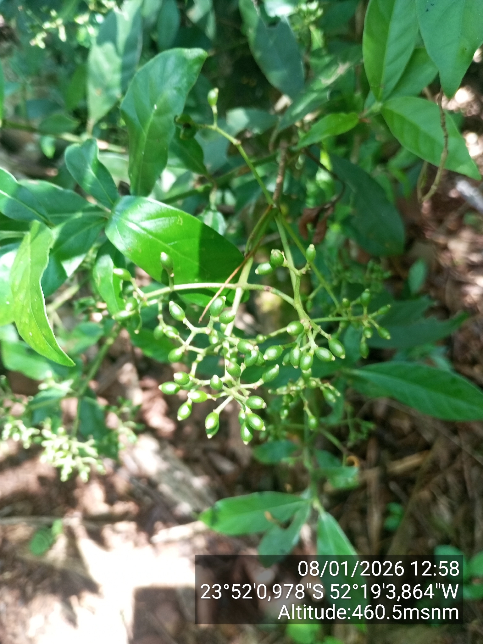 Imagem de Fruta de-sanhaço