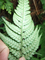 Athyriaceae