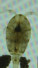 Cyclopoida
