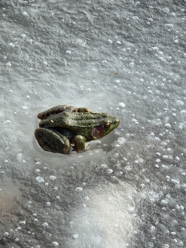 Green Frog photographed in New York
