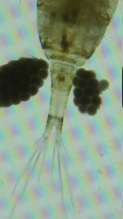 Cyclopoida