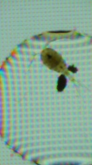 Cyclopoida
