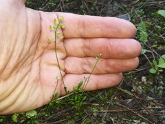 Teesdalia coronopifolia