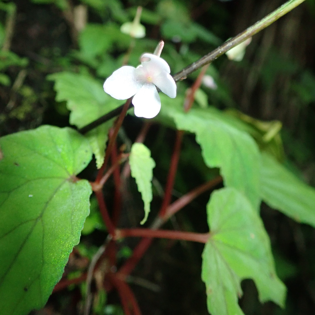 Thu hải đường trên đá – Begonia tenuifolia