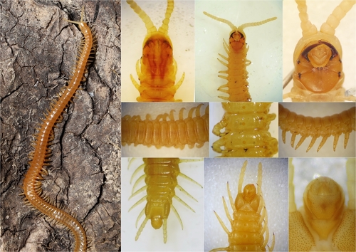 Representative image of Himantariella