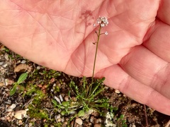 Teesdalia coronopifolia