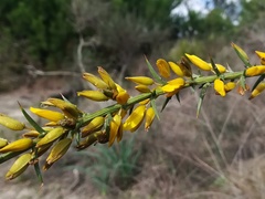 Ulex argenteus subsericeus