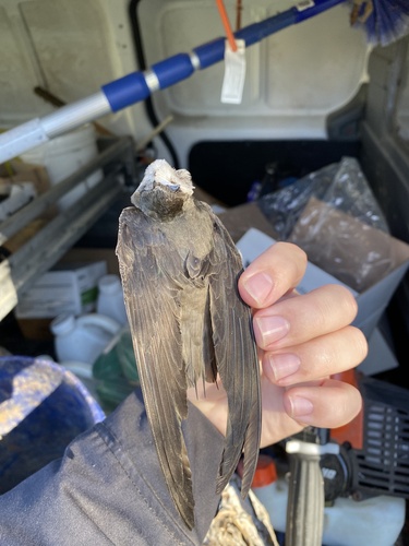 Chimney Swift observed by that_snake_guy