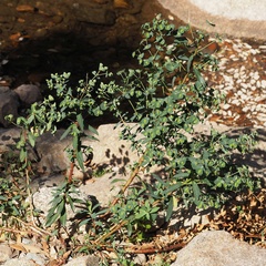 Euphorbia semiperfoliata