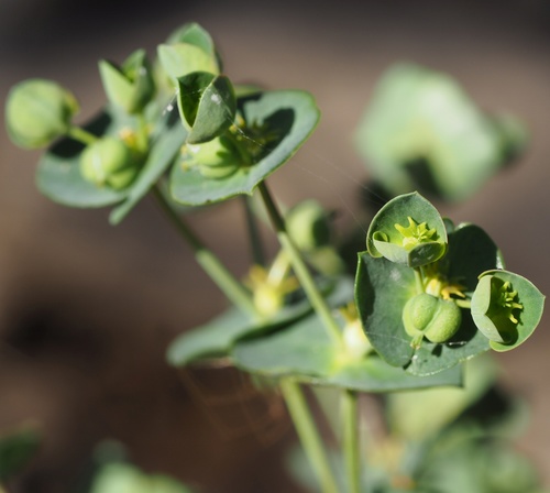 Euphorbia semiperfoliata