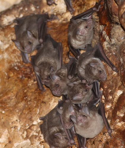 Cuban Fruit-eating Bat