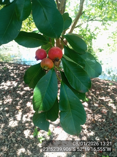 Psidium cattleianum
