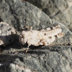 Sphingonotus corsicus