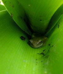 Dendropsophus bogerti