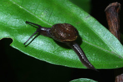 Helicarion permolle