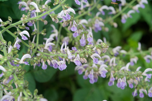 Salvia bowleyana, photograph 4