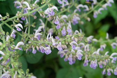 Salvia bowleyana