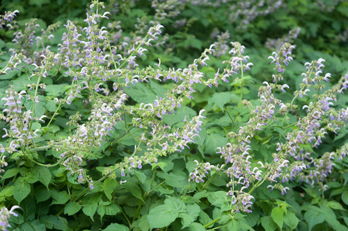 Salvia bowleyana, photograph 5