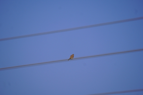 Eurasian Kestrel