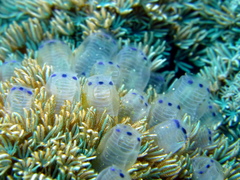 Clavelina moluccensis