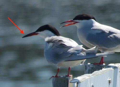 iNaturalist: (c) johannboureux, some rights reserved (CC BY-NC) iNaturalist image