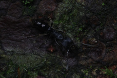 Ectomomyrmex