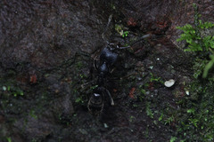 Ectomomyrmex