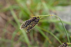 Carex atrata