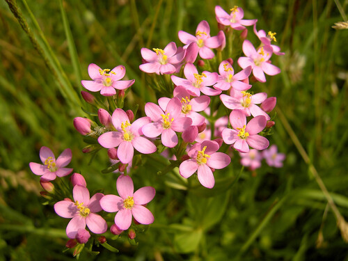 Centaurium erythraea Rafn