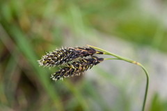 Carex atrata