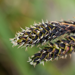 Carex atrata
