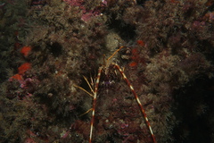 Common Spiny Lobster