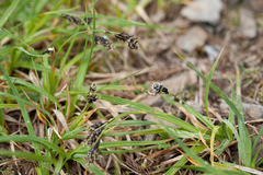 Carex atrata