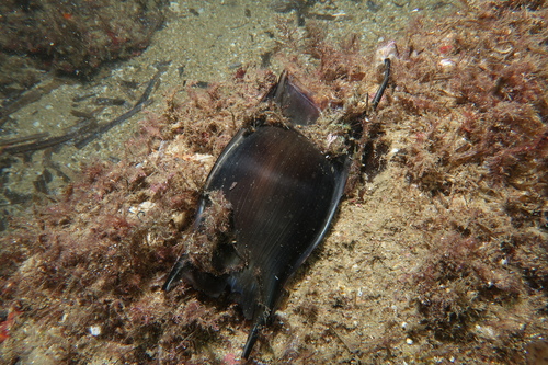 Blonde ray (Raja brachyura) — Rajidae