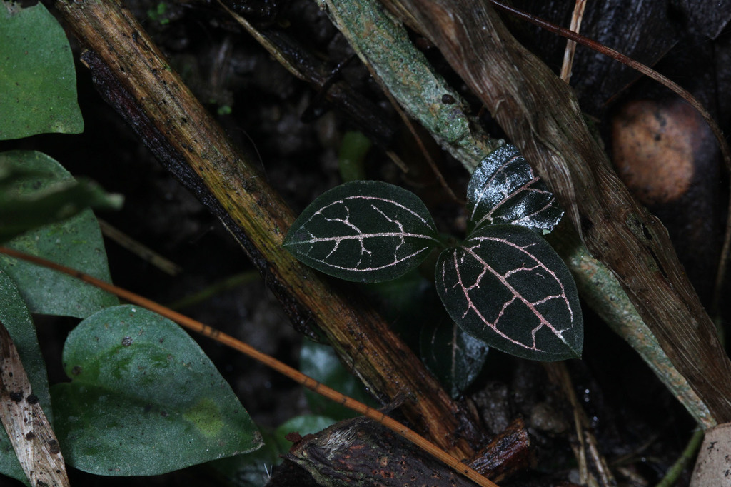 Anoectochilus reinwardtii