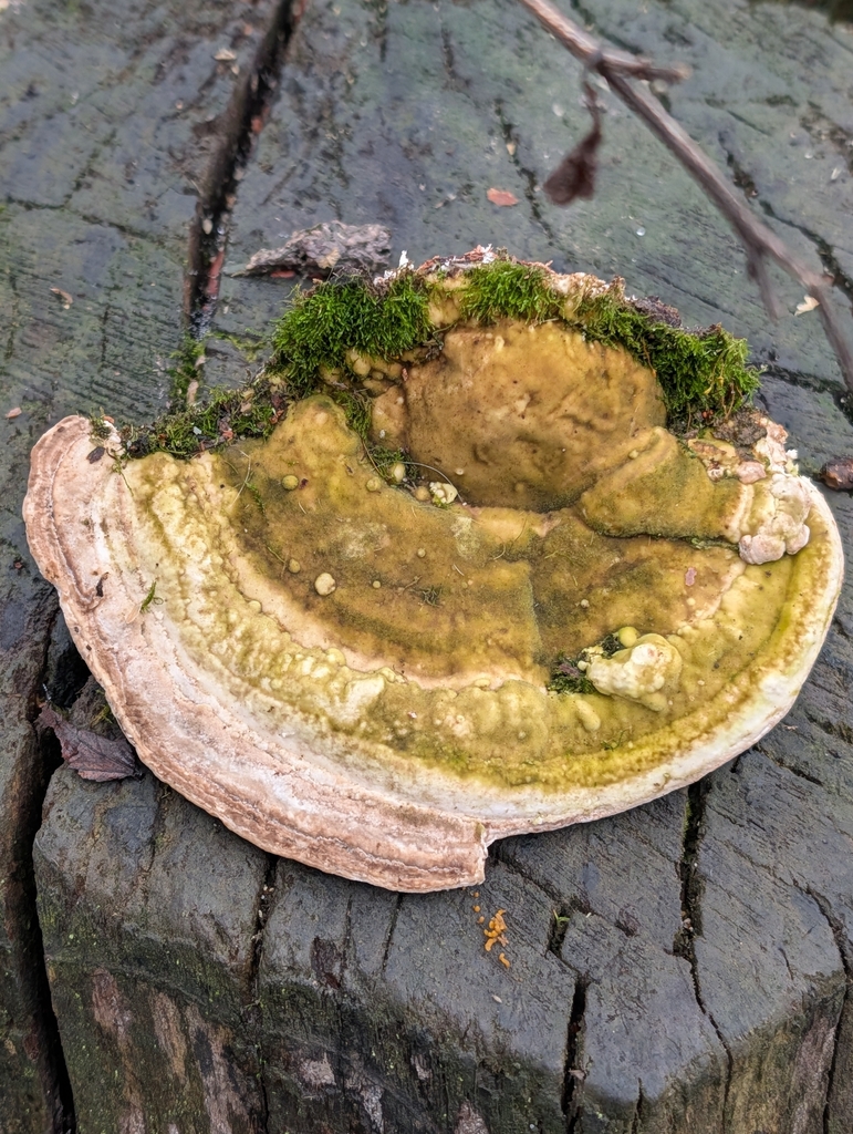 Trametes gibbosa · January 2026 · photo: © pilmar (iNaturalist, cc0)