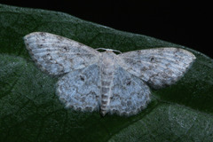 Lepidoptera