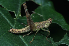 Eruciinae
