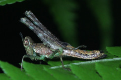 Eruciinae