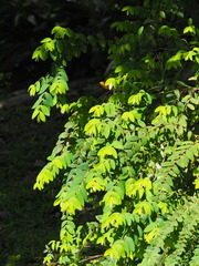 Hypericum geminiflorum