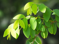 Hypericum geminiflorum