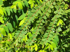 Hypericum geminiflorum