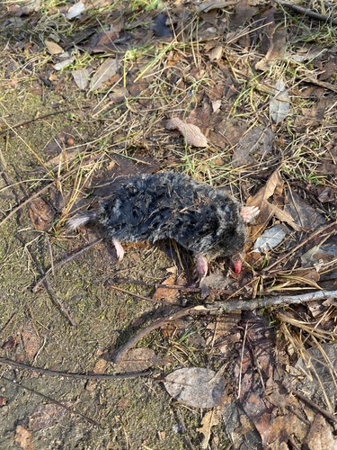 Hairy-tailed Mole observed by htrimpe