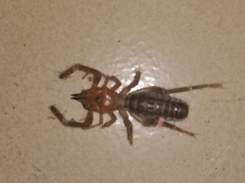 Ammotrecha chiapasi